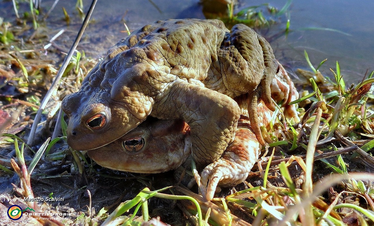 05 Bufo bufo e gentile signora....JPG